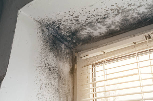 Affordable Attic Mold Remediation solutions in The Plains, VA