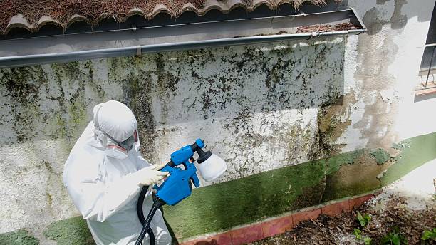 Top rated local Attic Mold Remediation specialists in The Plains, VA